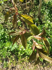 Prunus ssiori
