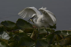 Egretta garzetta