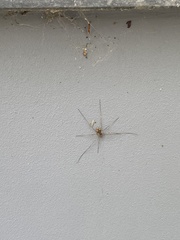 Dasylobus graniferus