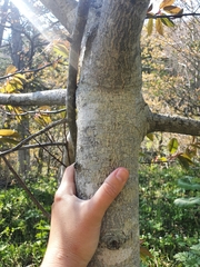 Prunus ssiori
