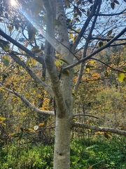 Prunus ssiori