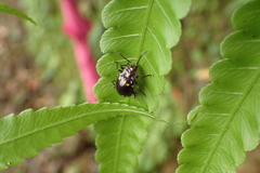 Sinocymbachus politus