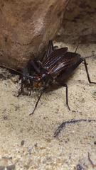 Homoeogryllus xanthographus