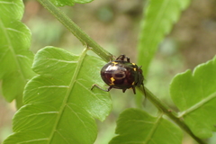 Sinocymbachus politus