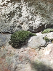 Grimmia muehlenbeckii