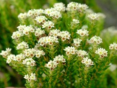 Phylica parviflora