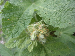 Puccinia malvacearum