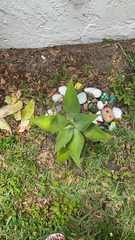 Agave attenuata