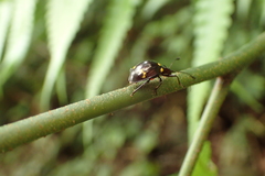 Sinocymbachus politus