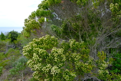 Phylica parviflora
