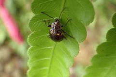 Sinocymbachus politus
