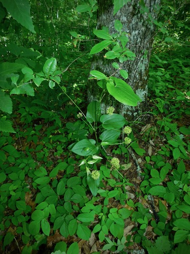 Image of Smilax pulverulenta by (c) Michael J. Papay, some rights reserved (CC BY)