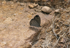 Ypthima norma