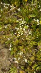 Capsella bursa-pastoris