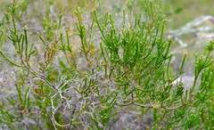 Passerina galpinii