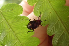 Sinocymbachus politus