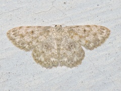 Scopula fibulata