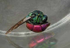 Chrysis subcoriacea