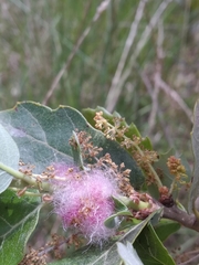 Andricus quercusramuli