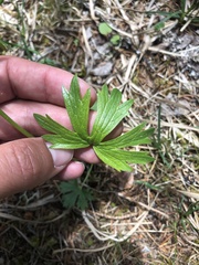 Ranunculus montanus