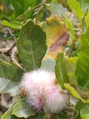 Andricus quercusramuli