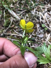 Ranunculus montanus