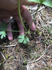 Ranunculus montanus