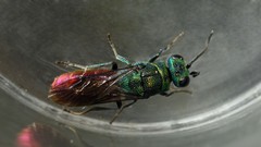 Chrysis subcoriacea
