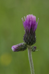 Cirsium canum