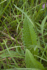 Cirsium canum