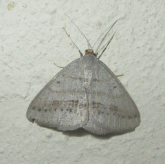 Isturgia catalaunaria