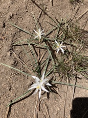 Leucocrinum