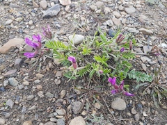Oxytropis grandiflora