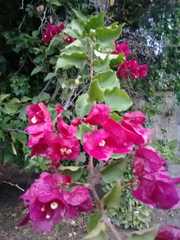 Bougainvillea