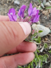 Oxytropis grandiflora