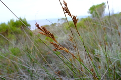 Thamnochortus erectus