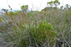 Thamnochortus erectus