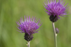 Cirsium canum