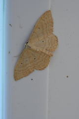 Idaea consanguinaria