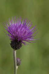 Cirsium canum