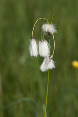 Eriophorum latifolium