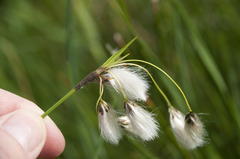 Eriophorum latifolium
