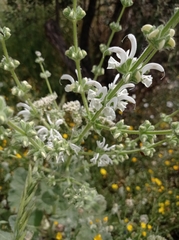 Salvia argentea