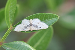Idaea intermedia