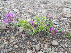 Oxytropis grandiflora