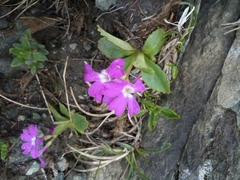Primula pedemontana