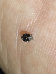 Anthrenus scrophulariae