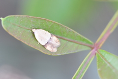 Acleris kochiella