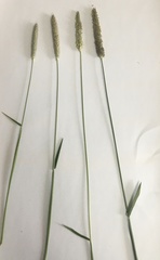 Alopecurus pratensis