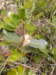 Andricus quercusramuli